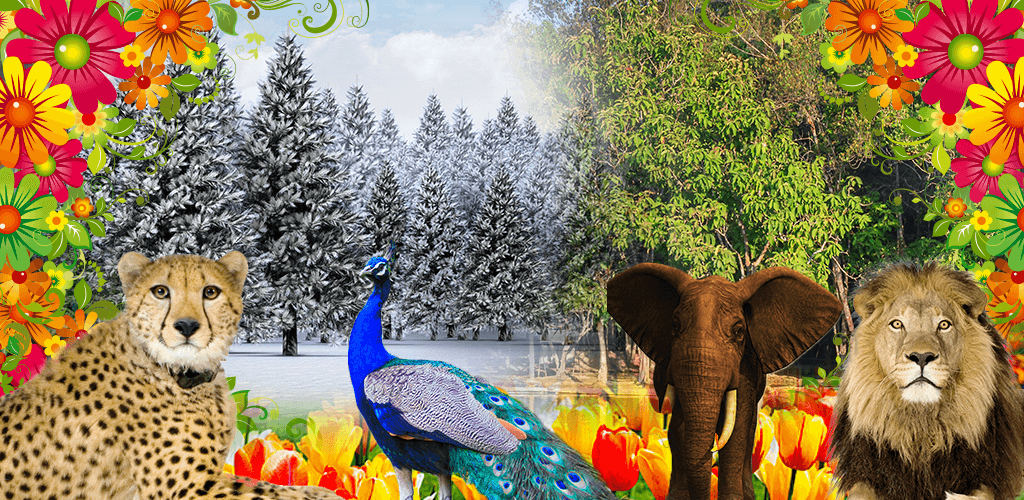 Peacock, Wild life and Nature Frames